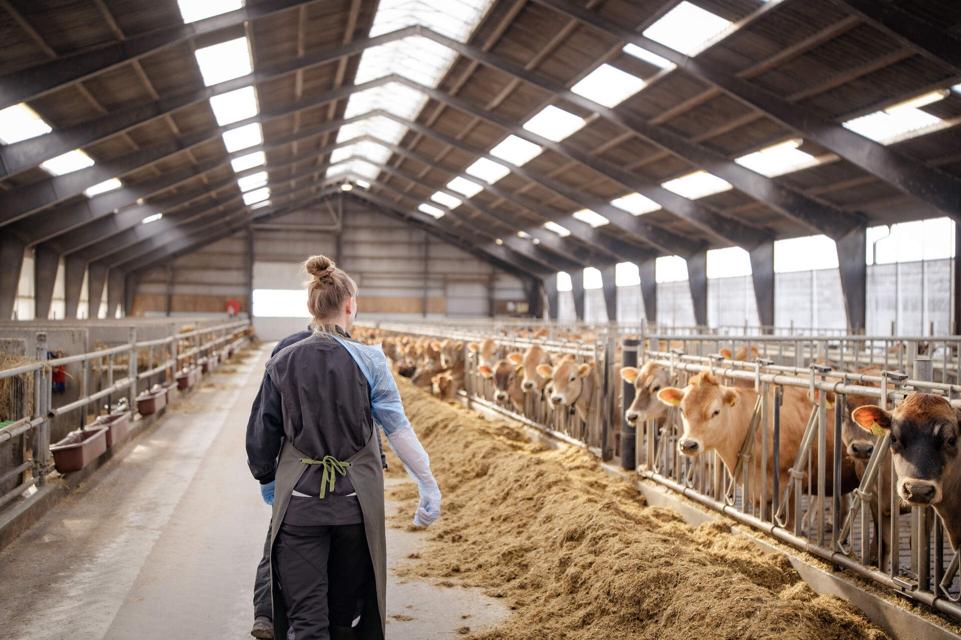 Inseminør går igennem en Jersey stald