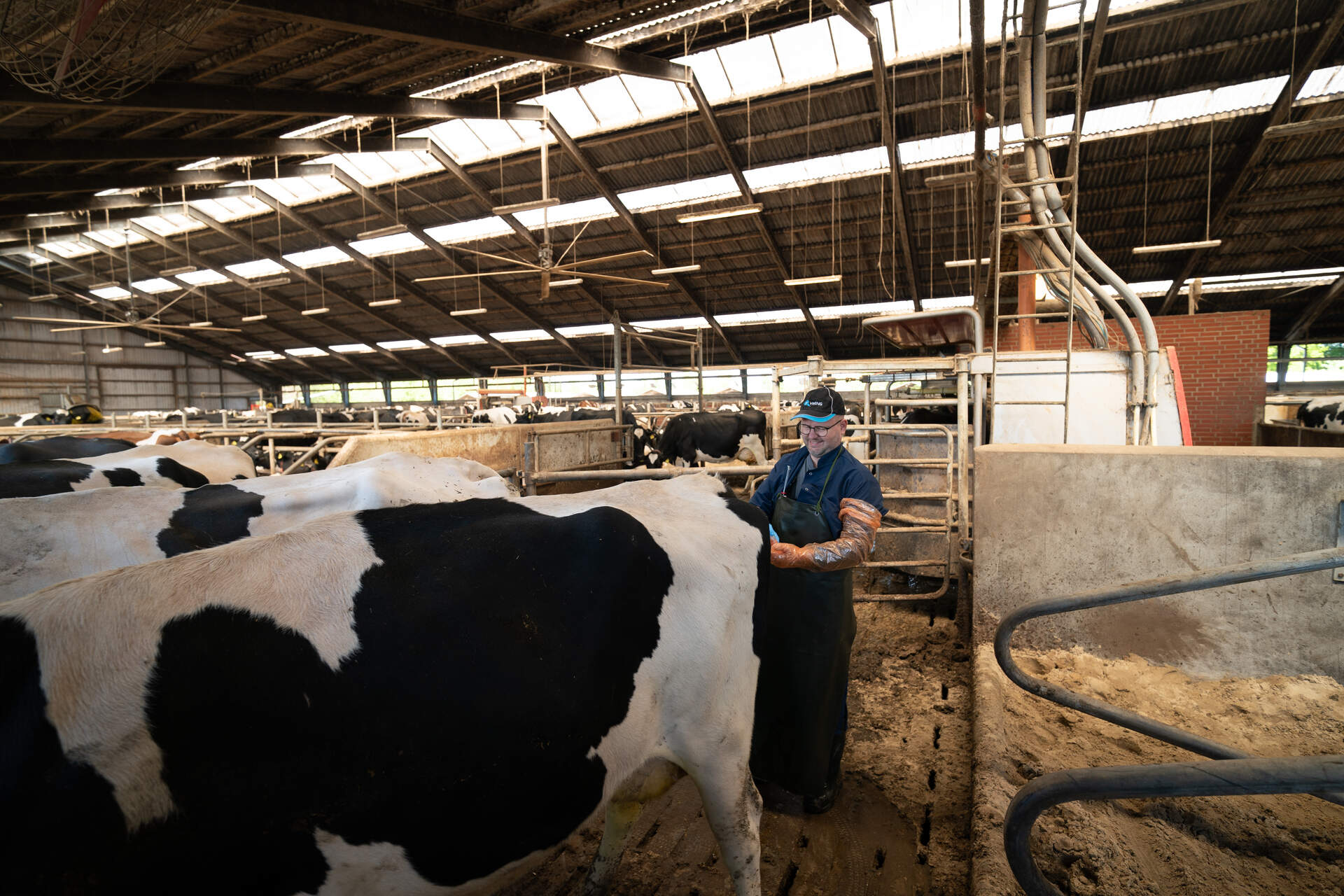 Inseminør insemere en ko